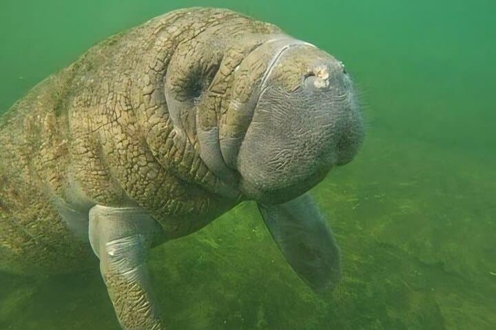 Crystal River Manatee Swim: Semi-Private Heated Boat Tour with Photos photo 2