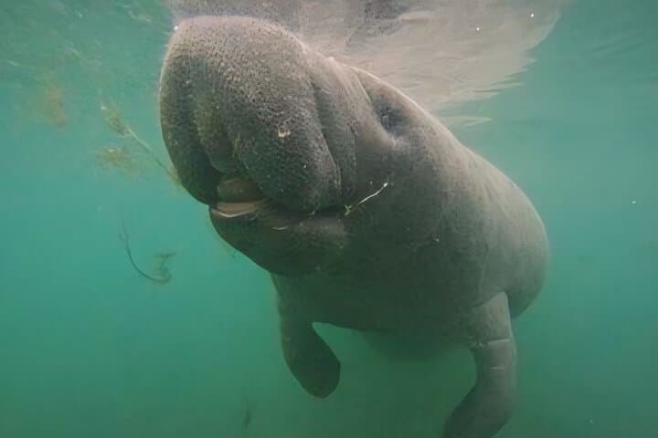 Crystal River Manatee Swim: Semi-Private Heated Boat Tour with Photos photo 3