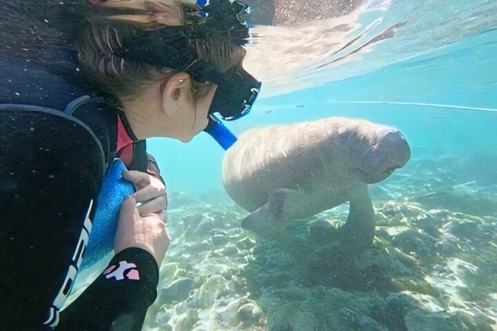 Crystal River Manatee Swim: Semi-Private Heated Boat Tour with Photos photo 4