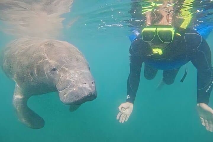 Crystal River Manatee Swim: Semi-Private Heated Boat Tour with Photos photo 6