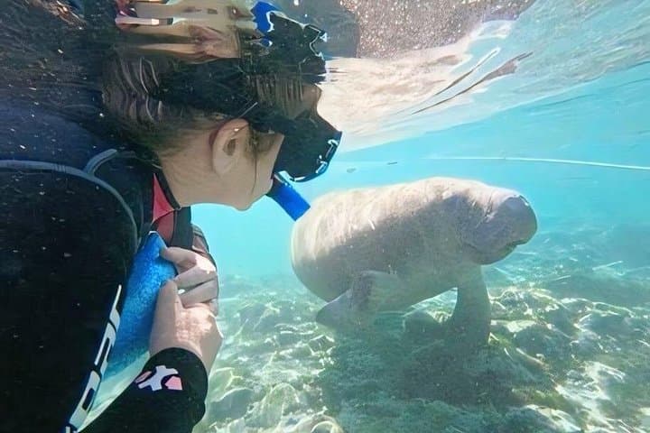 Private Manatee Swim in Crystal River: Heated Boat, In-Water Guide & Free Photos photo 3