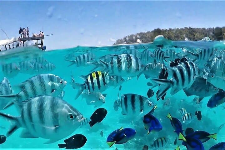 Mnemba Island Snorkeling: Swim with Dolphins at Zanzibar’s Mnemba Atoll photo 2