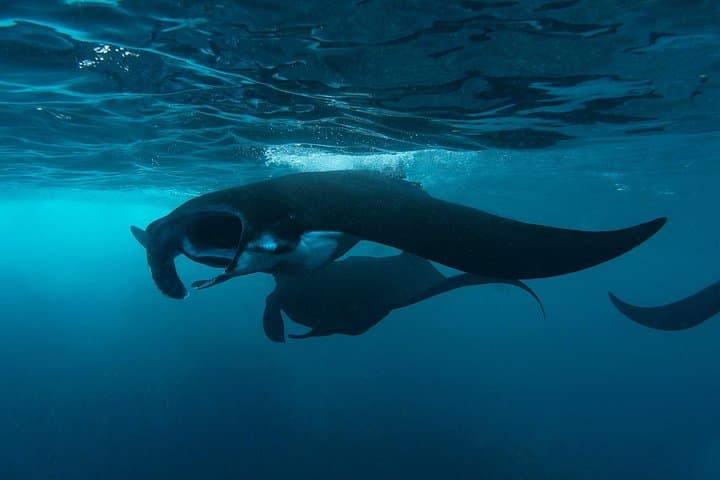 Nusa Penida Day Trip: Snorkel With Mantas & Kelingking Cliff Tour photo 2