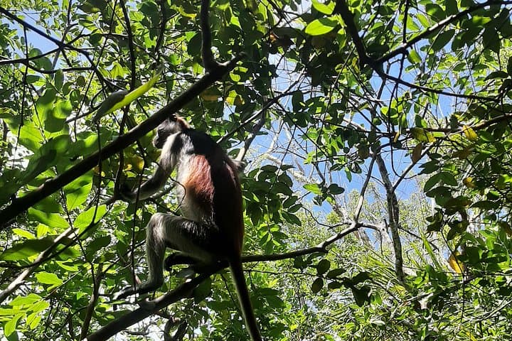 Jozani Forest to Mtende Beach — Day Tour with Turtles & Red Colobus photo 3