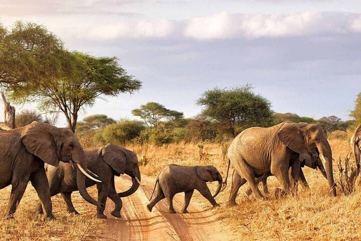 7-Day Tanzania Northern Circuit Safari — Tarangire, Manyara, Serengeti & Ngorongoro photo 2