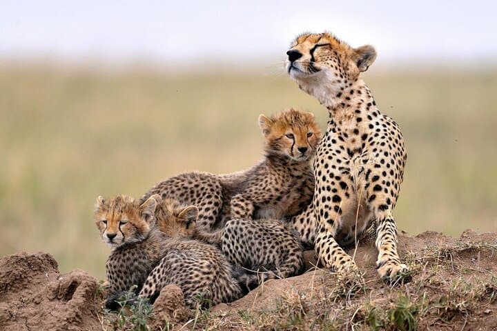 7-Day Tanzania Northern Circuit Safari — Tarangire, Manyara, Serengeti & Ngorongoro photo 3