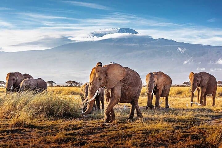 7-Day Tanzania Northern Circuit Safari — Tarangire, Manyara, Serengeti & Ngorongoro photo 4