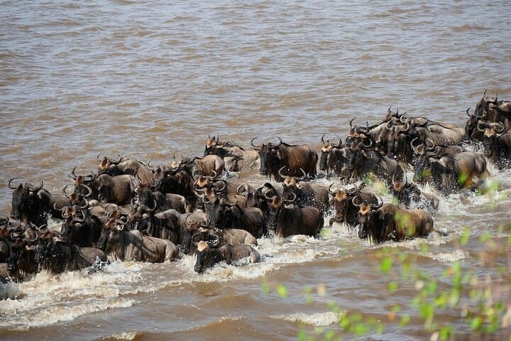 7-Day Tanzania Northern Circuit Safari — Tarangire, Manyara, Serengeti & Ngorongoro photo 5