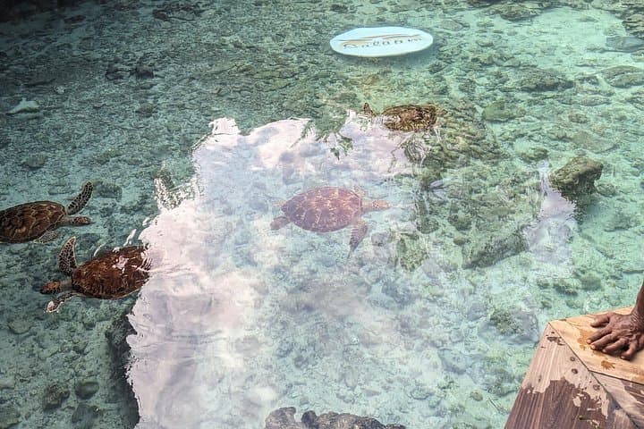 Jozani Forest to Mtende Beach — Day Tour with Turtles & Red Colobus photo 4