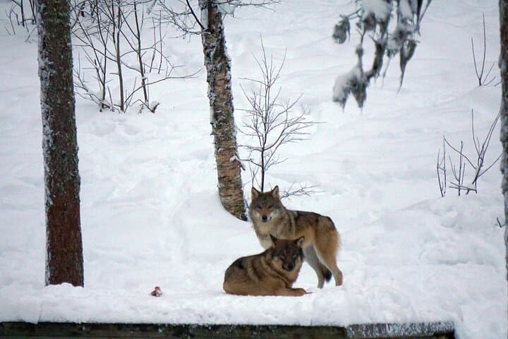 Ranua Arctic Zoo Guided Day Tour from Rovaniemi photo 4