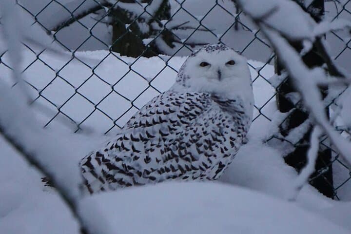 Ranua Arctic Zoo Guided Day Tour from Rovaniemi photo 6
