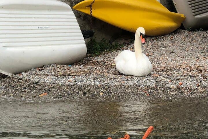 Paddling Bellagio: Guided Kayak Tour Around Lake Como's Cliffs and Villas photo 5