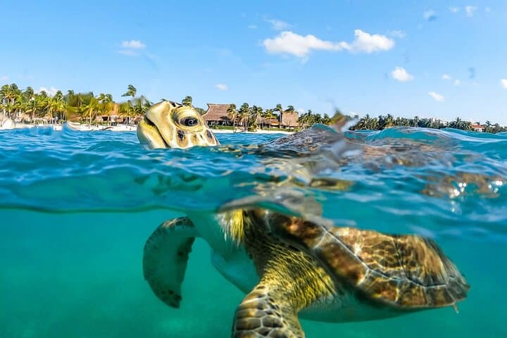 Snorkel with Turtles and Swim a Cenote — Private Akumal Half-Day Adventure photo 2