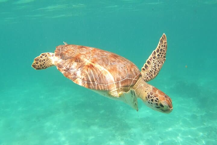 Swim with Sea Turtles and Explore Two Cenotes: Akumal to Tulum Day Tour