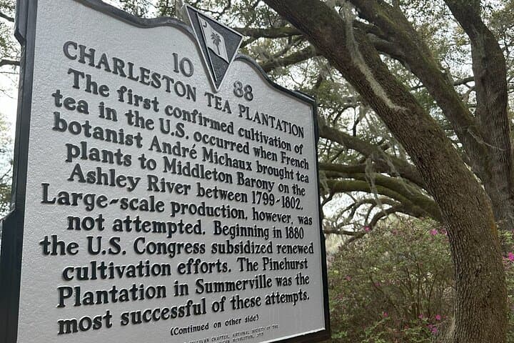 Charleston Tea Plantation and Deep Water Vineyard Day Tour photo 2
