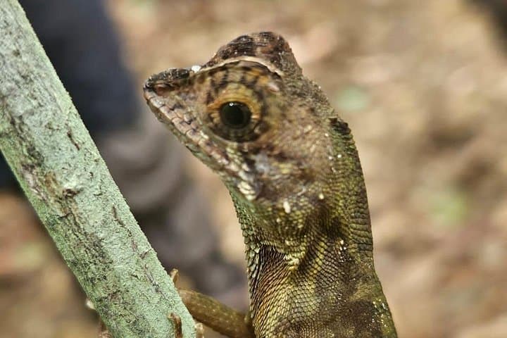 Full-Day Sinharaja Rainforest Trek from Hambantota: Wildlife, Waterfalls & Guided Walks photo 6