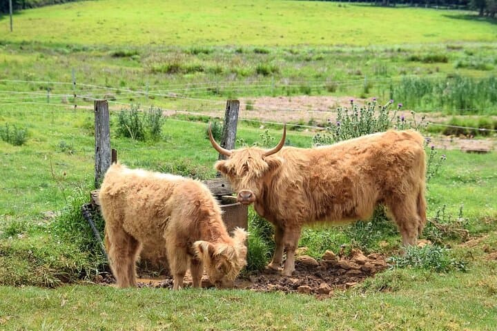 Byron Bay Day Tour: The Farm, Lake Ainsworth & Cape Byron Lighthouse (Chinese Guide) photo 4