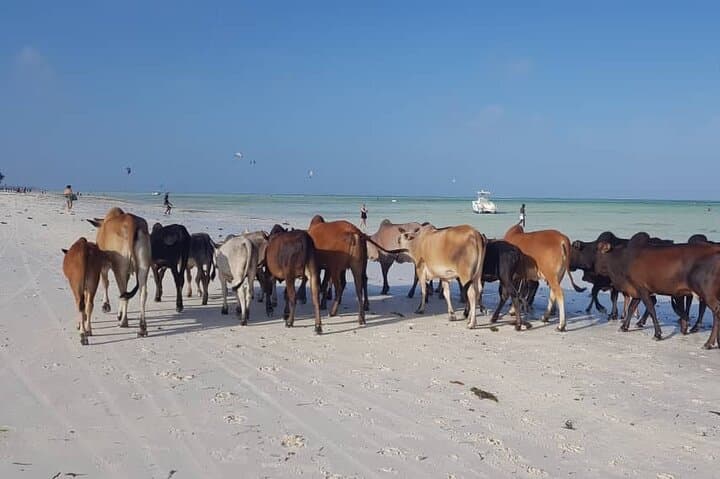 Zanzibar Beach Exploration: Kendwa, Paje & Jambiani Day Tour photo 3
