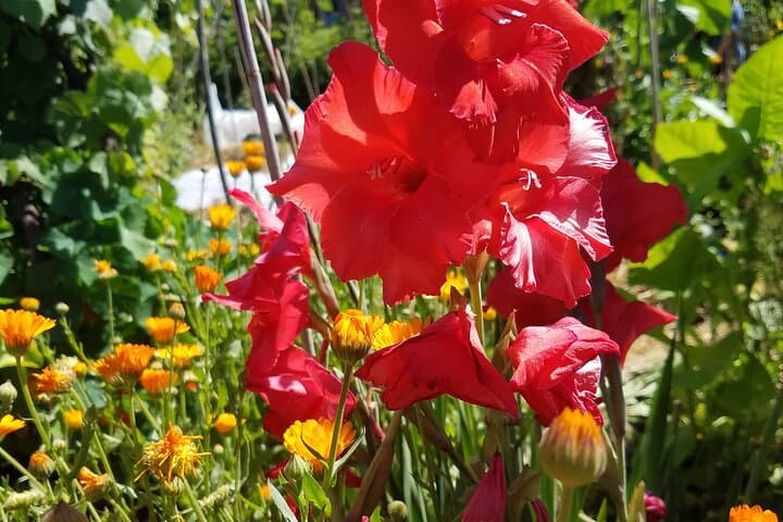 Hidden Sonoma County Redwoods, Coastline & Artisan Picnic Day Tour photo 6