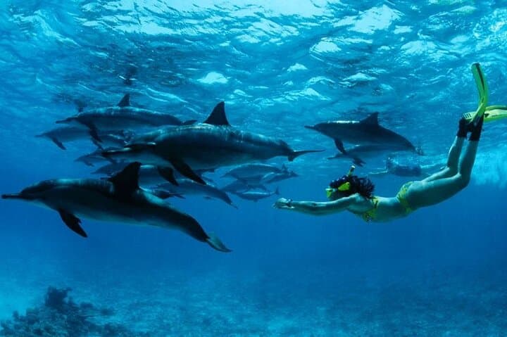 Mnemba Island Snorkeling & Dolphin Swim — Full-Day Marine Adventure