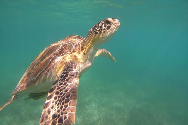 Swim with Sea Turtles and Explore Two Cenotes: Akumal to Tulum Day Tour photo 3