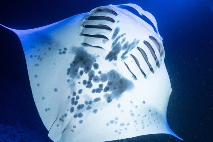 Snorkeling With Giant Manta Rays in Kailua Kona: What to Expect and How to Prepare photo 4