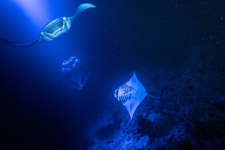 Snorkeling With Giant Manta Rays in Kailua Kona: What to Expect and How to Prepare photo 6