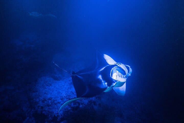 Snorkeling With Giant Manta Rays in Kailua Kona: What to Expect and How to Prepare photo 2