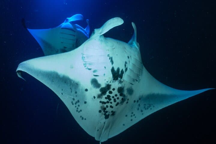Snorkeling With Giant Manta Rays in Kailua Kona: What to Expect and How to Prepare photo 3