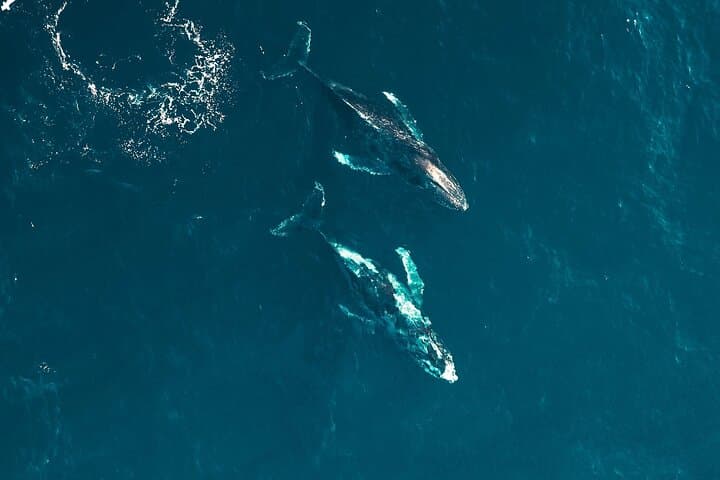 Waikiki Whale Watching Cruise — Humpbacks Off Oahu's Shore
