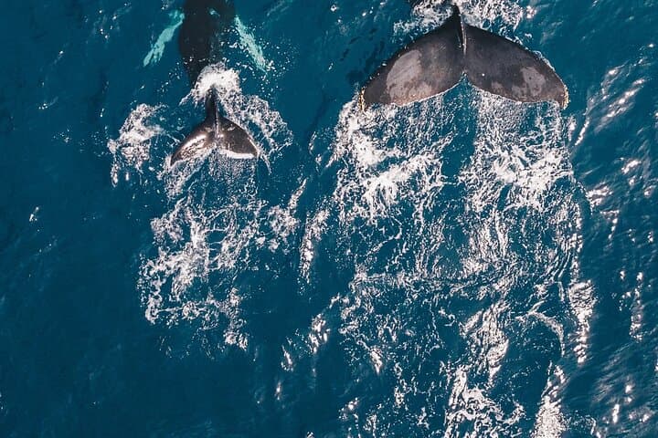 Waikiki Whale Watching Cruise — Humpbacks Off Oahu's Shore photo 2