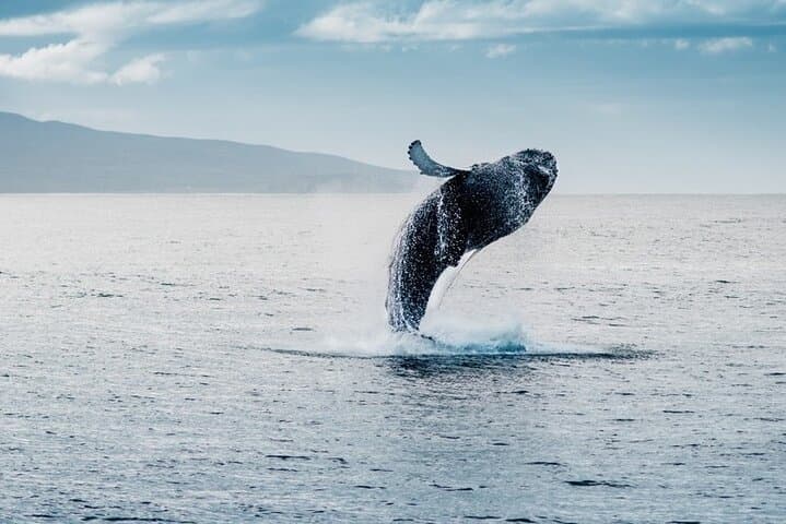 Waikiki Whale Watching Cruise — Humpbacks Off Oahu's Shore photo 4