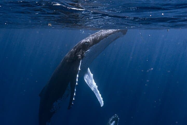 Moorea Shared Whale Expedition: Small-Group Humpback Watching & Snorkel photo 4