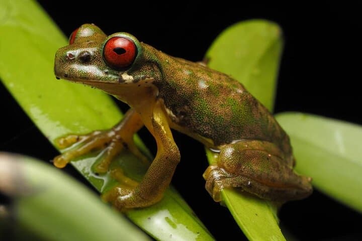 Monteverde Night Walk: Guided Nocturnal Wildlife Tour in Costa Rica photo 2