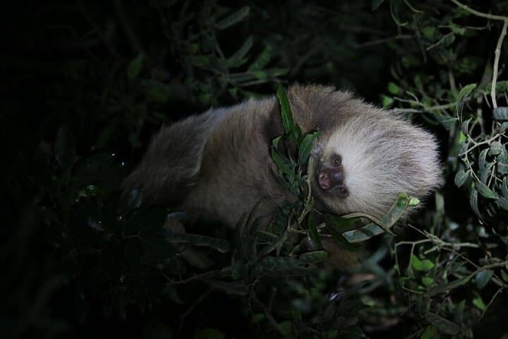 Monteverde Night Walk: Guided Nocturnal Wildlife Tour in Costa Rica photo 1