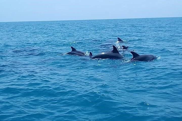 Mnemba Island Snorkeling: Swim with Dolphins at Zanzibar’s Mnemba Atoll photo 3
