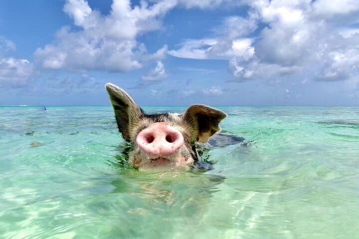 Swim with the Pigs on Rose Island — Private Beach Club Escape from Nassau