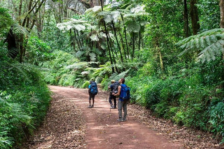 Marangu Route Kilimanjaro 6-Day Expedition Guide