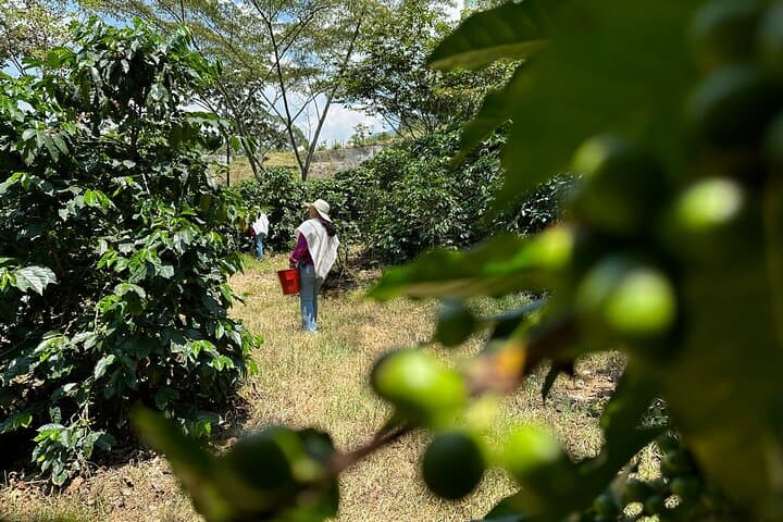 Medellín Coffee & Flower Farm Tour — Coffee Tasting and Silleta Workshop photo 5