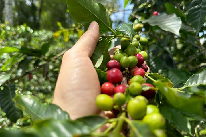 Medellín Coffee & Flower Farm Tour — Coffee Tasting and Silleta Workshop