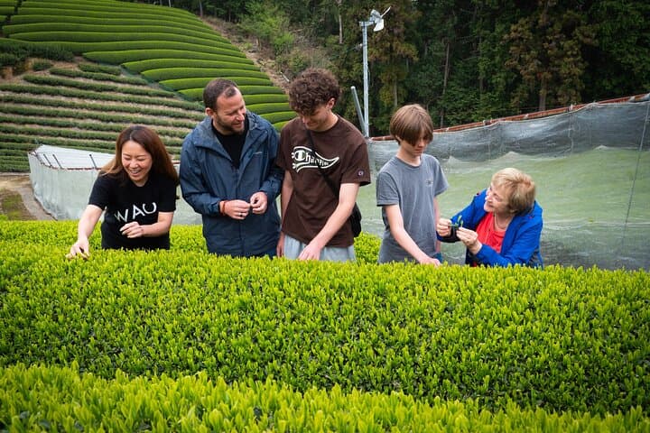Uji & Wazuka Matcha Farm Half-Day Private Tour from Kyoto photo 2