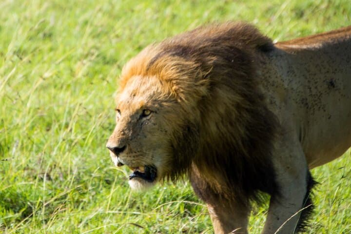 Nairobi National Park Half-Day Safari: Wild Game Drive on the City’s Edge photo 6