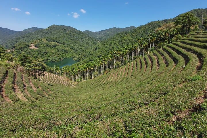 Thousand Island Lake & Pinglin Tea Plantation: Half-Day Tea and Scenery Tour from Taipei photo 2