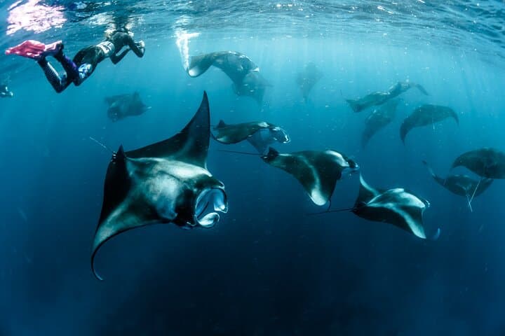 Nusa Penida Snorkel with Mantas and Kelingking Day Trip