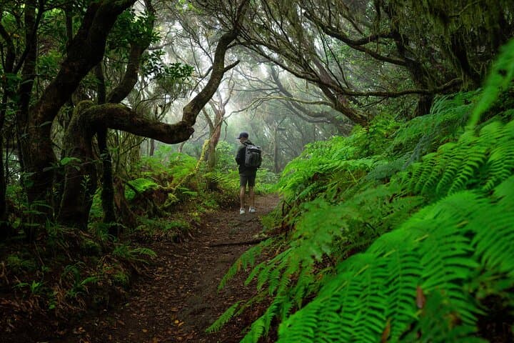 Tenerife Wonder Walk: Teide Volcano and Anaga Cloud Forest in One Day photo 2
