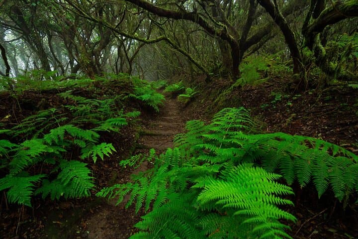 Tenerife Wonder Walk: Teide Volcano and Anaga Cloud Forest in One Day photo 5