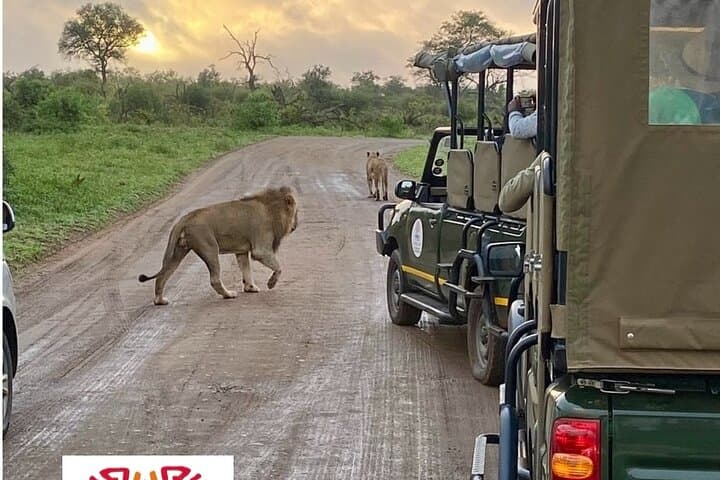 2-Day Luxury Kruger Safari from Nelspruit — Big Five Lodge Experience