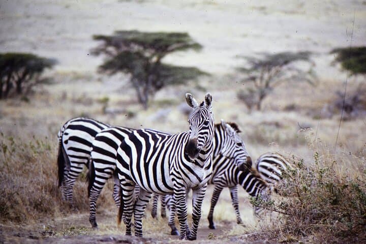 4-Day Tarangire, Serengeti & Ngorongoro Safari: Big Five, Migration & Crater Views photo 6