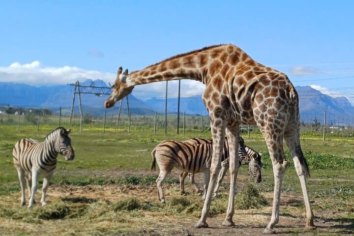 Cape Winelands Wildlife & Wine: Giraffe House, Cheetah Encounter and Private Tasting