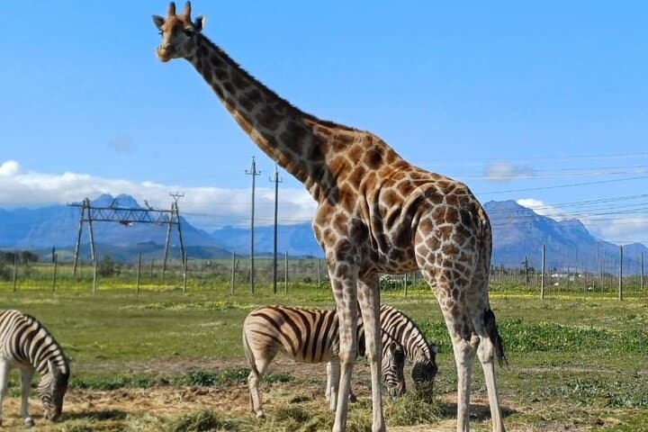 Cape Town Wildlife & Winelands Day Trip: Cheetah Outreach, Giraffe House & Stellenbosch Wines photo 6